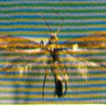 곤충표본자료