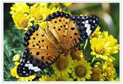 네발나비과의 나비들