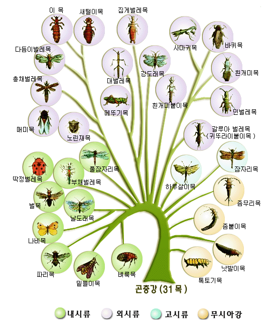 곤충의 계통분류