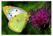 흰나비과의 나비들